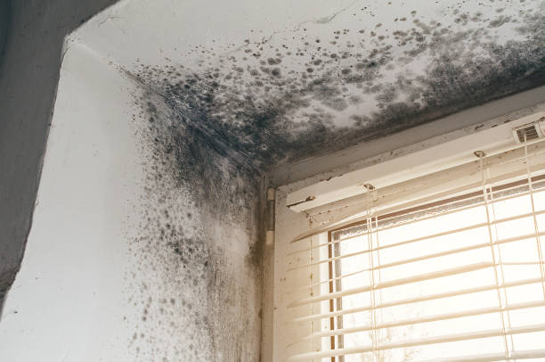 Affordable Black Mold Remediation solutions in Uniondale, NY